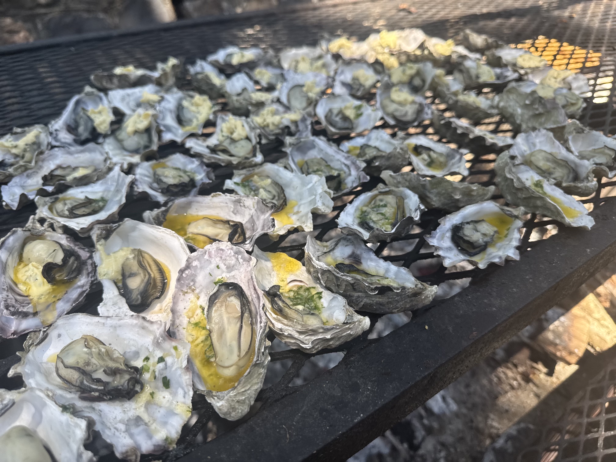 Fresh Oysters on the grill